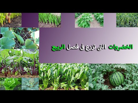 فيديو: زراعة المحاصيل الخضراء من الربيع إلى الخريف