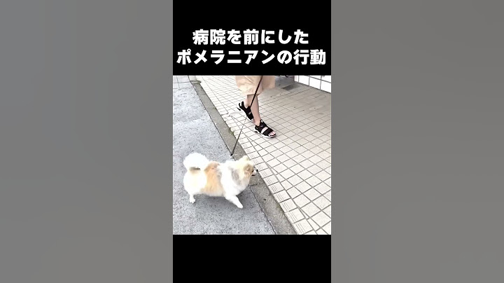 行き先が病院だと気付いた犬の行動が面白すぎたw #ポメラニアン #ちくわの日常
