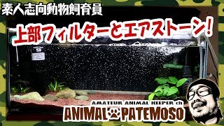 60cmスリム水槽に上部フィルターとエアストーンを設置する!【KOTOBUKI】【いぶき】 【アクアリウム】