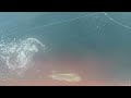 giant catching fish in sea || Mangrol Bara Fisherman