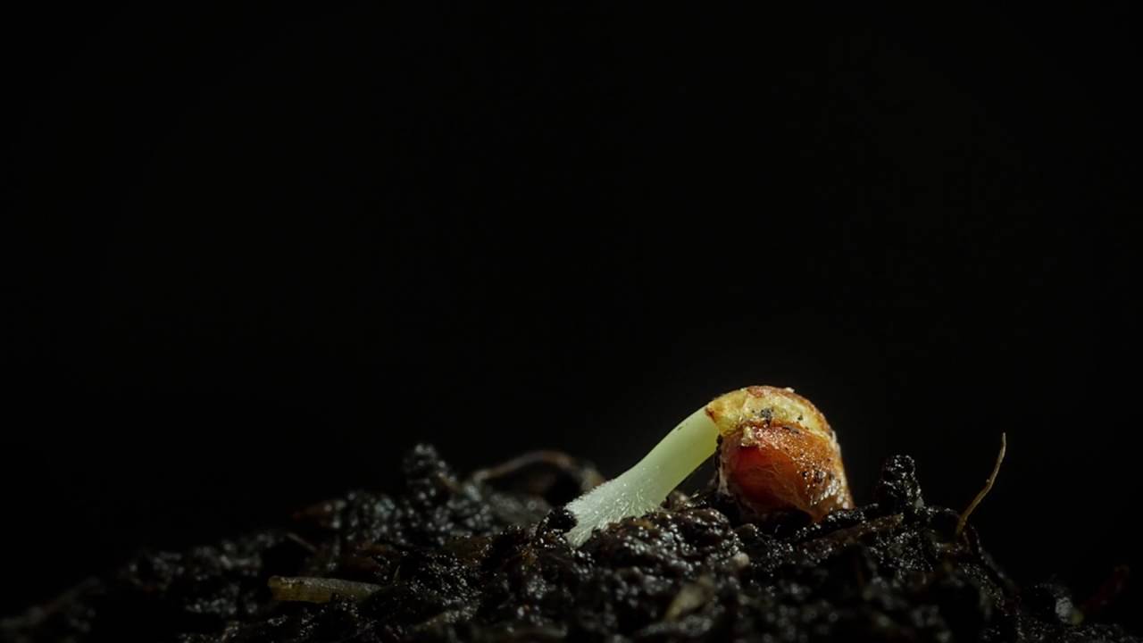 Timelapse video using Sound Effects Sound Design