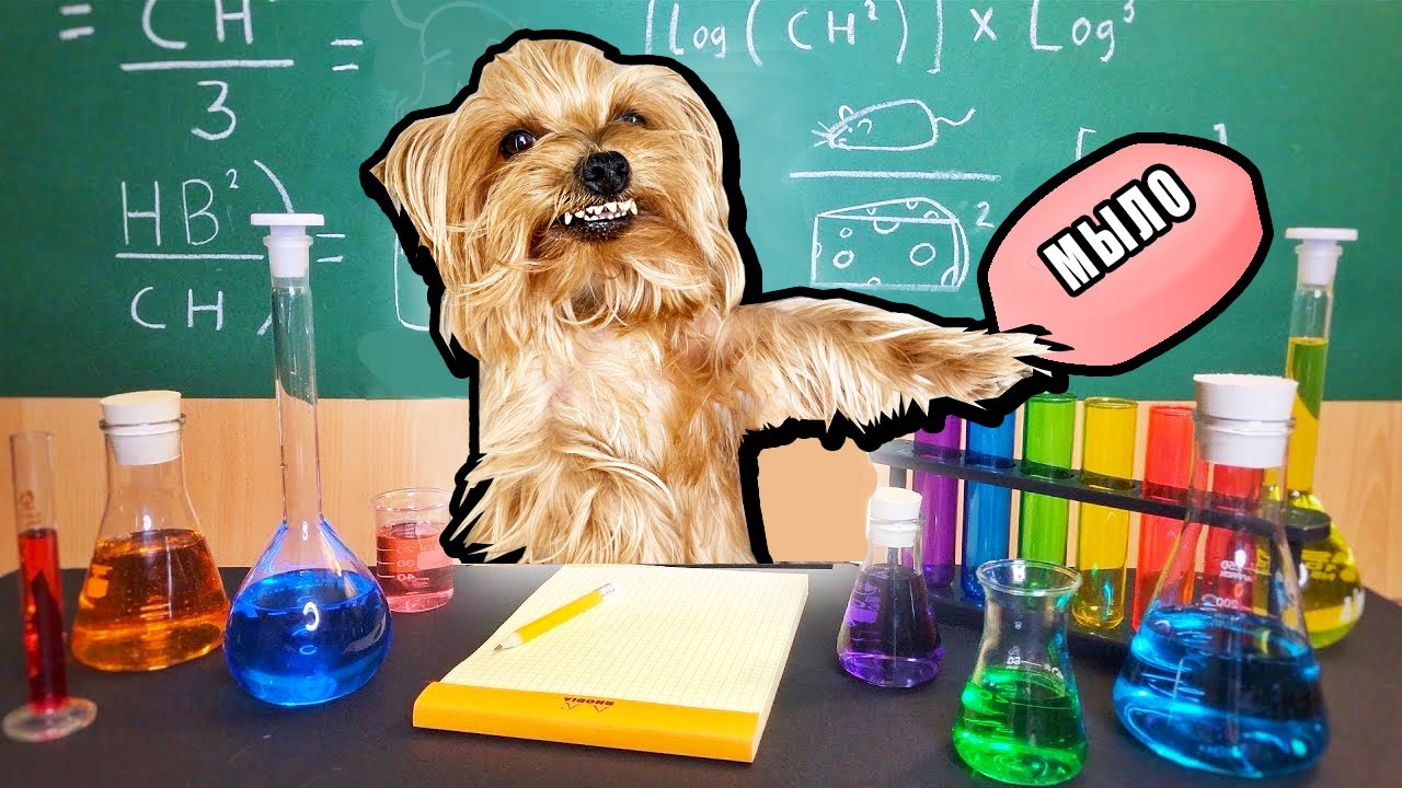 СДЕЛАЛ МЫЛО ИЗ ЗЛОГО ПСА ! - YouTube