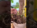 How about now! #plants #plantlover #plantshorts