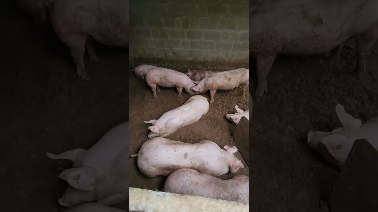 Best time or month to start pig farm and earn alot of money.colombia