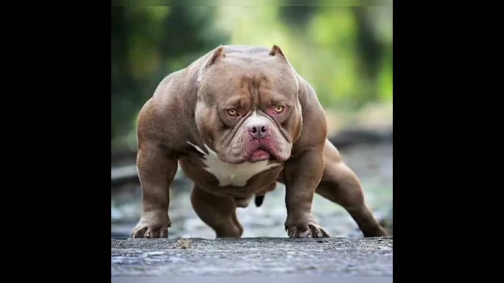 Pitbull dangerous dog 🔥🔥 #SHORTS VIDEO - DayDayNews