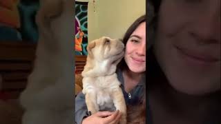 Kiss your dog in a head and to see their reaction #shorts
