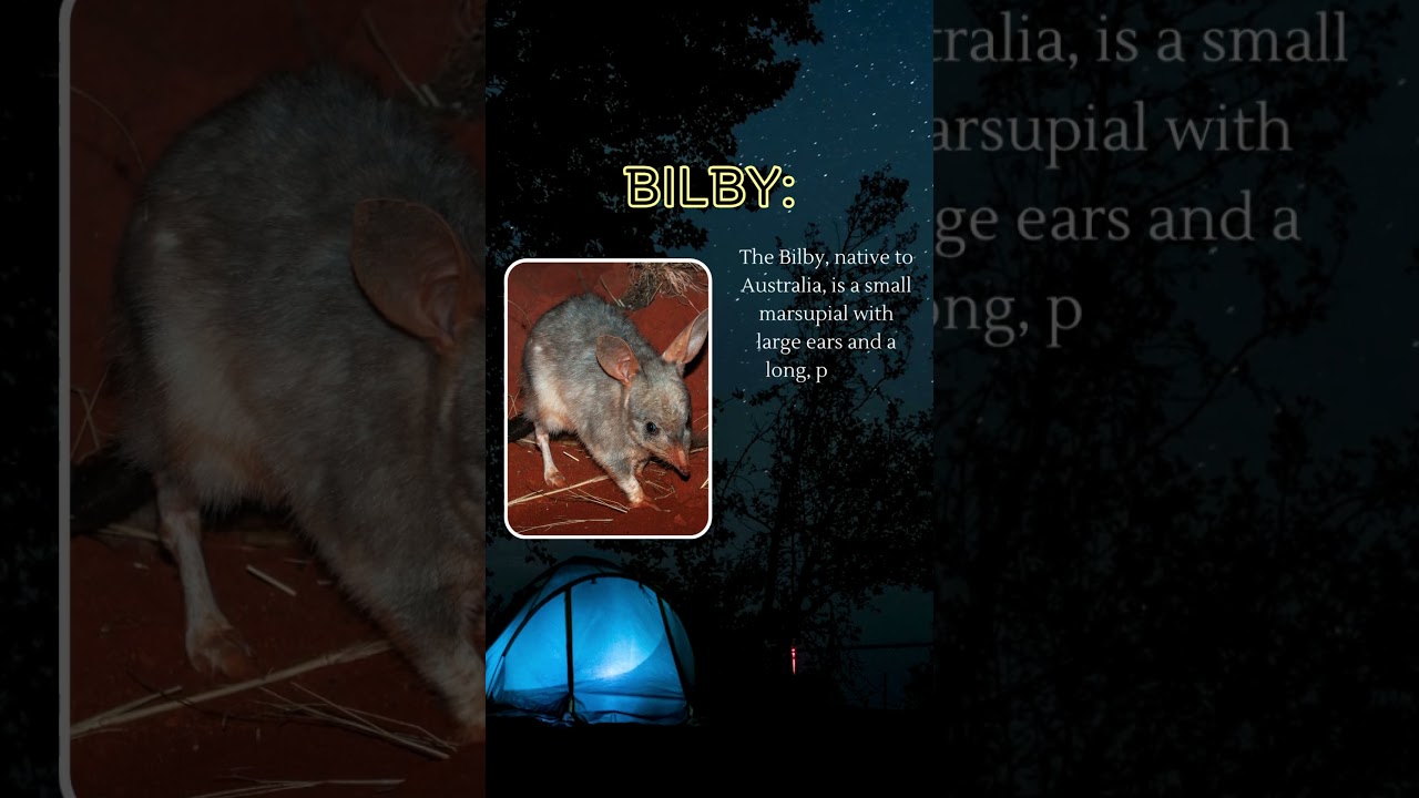 Unveiling the Mysteries of the Night: Meet the Enigmatic Bilby