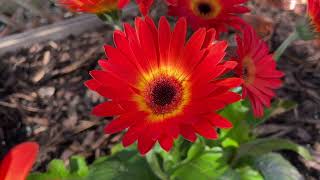 Gerbera ‘Garvinea Sweet Sunrise’ 02