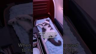 Todd Demands The Ultimate Comfort When Flying