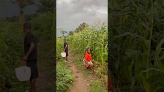 afrohouse amapiano dj  remix farming amapianotv villagelife