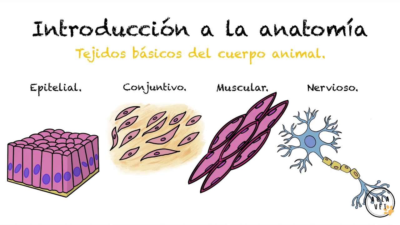 Anatomía veterinaria Introducción - Anatomía Veterinaria