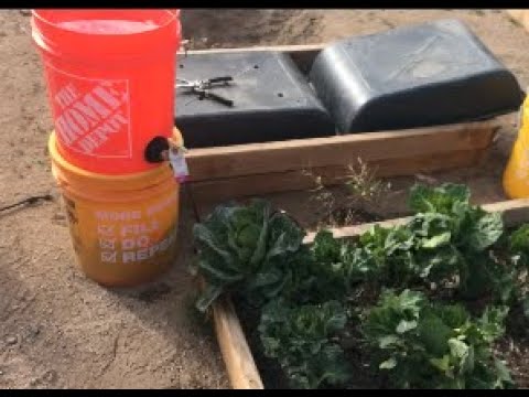 Xtremehorticulture of the Desert: Use Five Gallon Buckets in Place of Drip  Irrigation