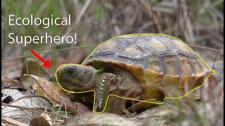 The Gopher Tortoise: Everything You Need To Know!