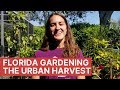 My mission with the urban harvest