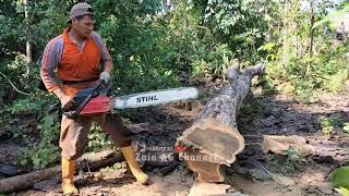 Jonsered 2095 Turbo Chainsaw - Cutting Teak Trees