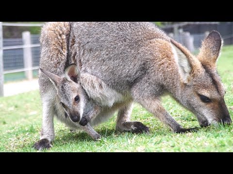 เขาไม่ให้หนูเป็น จิงโจ้!! "Wallaby Baby Super Cute"  Australia Zoo..............เจริญศรี มิตรภานนท์