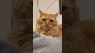 Paw & Order - Special Kittens Unit