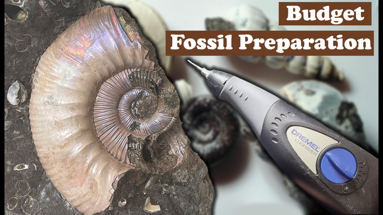 Fossil Preparation (ammonite) with a Dremel 290 Engraver 