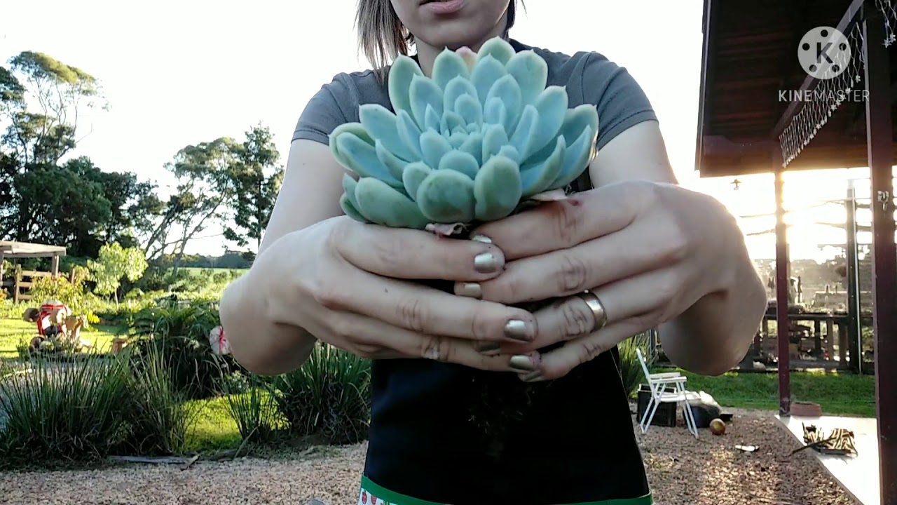 Como tirar mudas de Echeveria de forma fácil