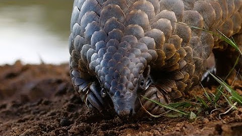 We are PCRF, join us in the fight to save pangolins! 