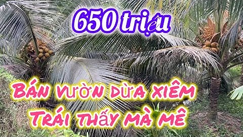 Tập 289: 🌸🌸Bán vườn dừa xiêm, tại chợ gạo tỉnh Tiền Giang, 650 triệu/ 1000mv