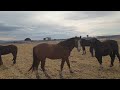 Обзор и погрузка лошадей &quot;Дончаков&quot; 🐎