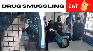 Cat Caught Smuggling Cocaine, Marijuana Into Panama Prison