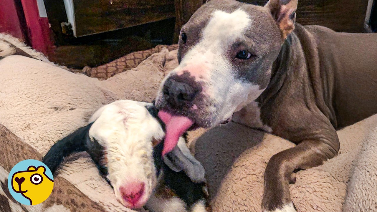 Gentle Pitbull Raises A Fearless Baby Goat