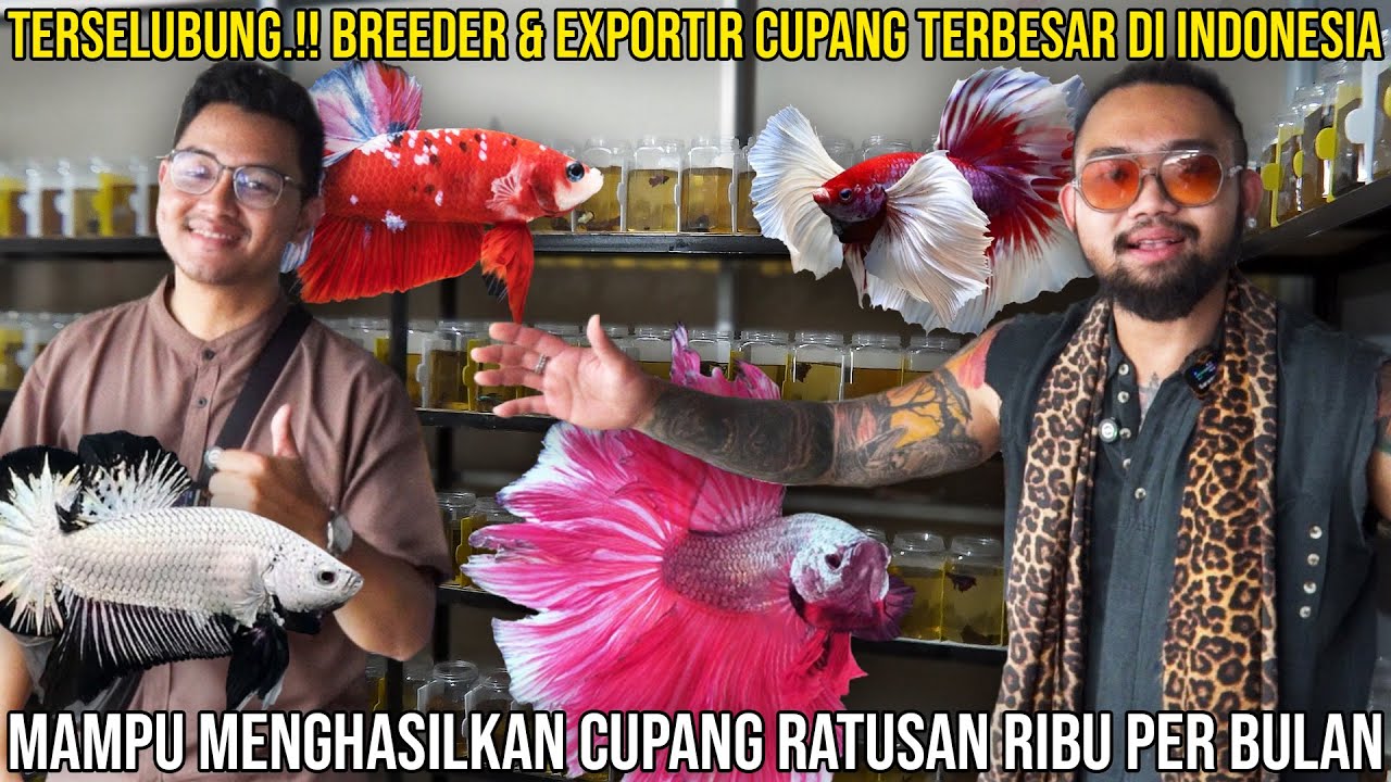 TERSELUBUNG.! BREEDER & EXPORTIR TERBESAR DI INDONESIA || MENGHASILKAN CUPANG RATUSAN RIBU PER BULAN