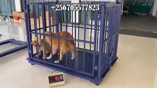 Veterinary weighing scale Digital Animal Floor Weighing Scales Pig Sheep Cattle Horse design