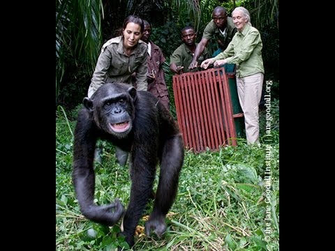 WATCH Jane Goodall take rehabilitated chimpanzee, back into the wild, and he is incredibly thankful to her.