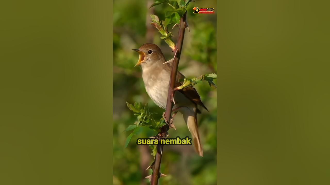 "The Most Beautiful Nightingale Song Ever! 🎶 Must Listen! #NatureSounds #Nightingale #BirdSongs "The Most Beautiful Nightingale Song Ever! 🎶 Must Listen! #NatureSounds #Nightingale #BirdSongs