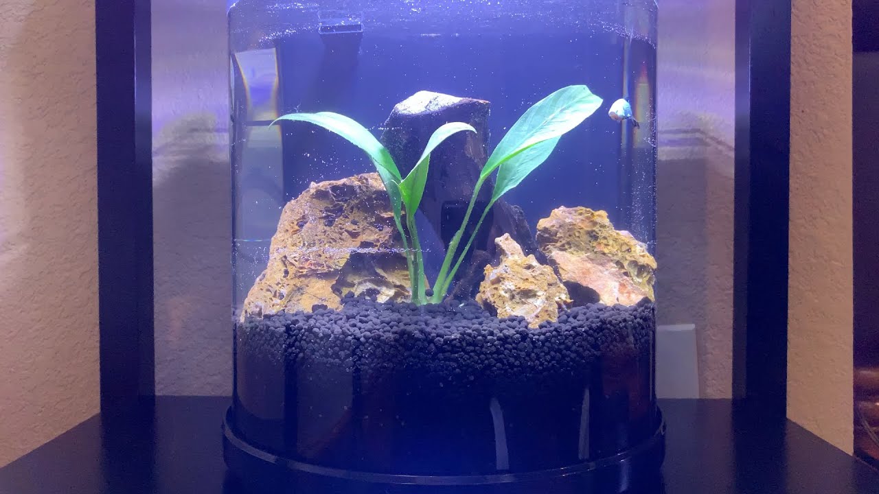 Aquatop 3 Gallon Pisces Bow Front Betta Aquarium YouTube