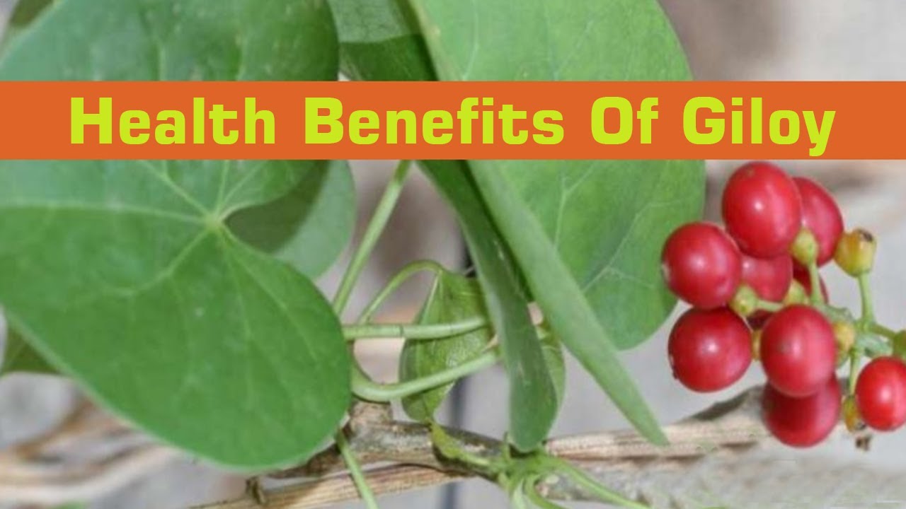 Benefits of Giloy Cure Fever and Diabetes With These Easy Ways YouTube