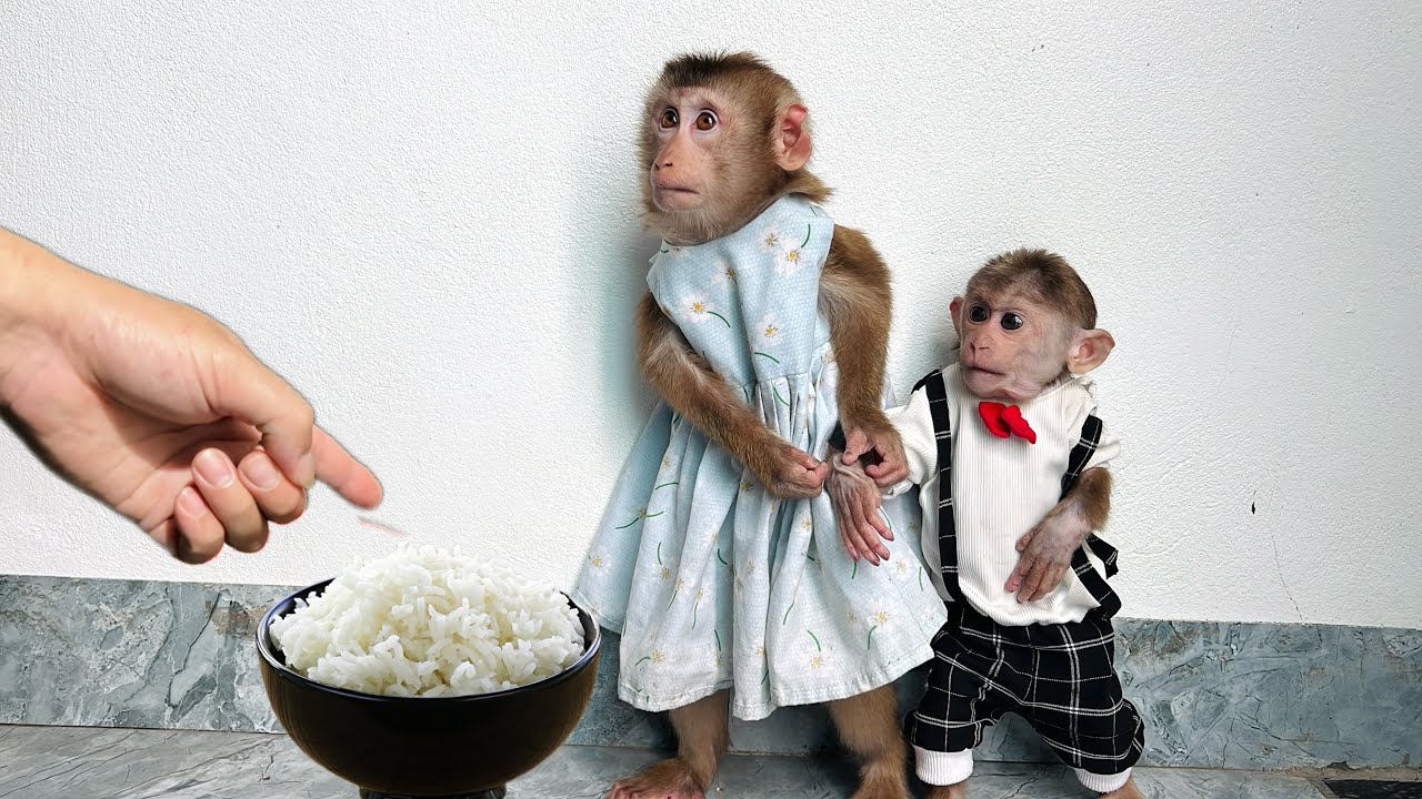 monkey Tina and xuka were worried before admitting their mistake to their father.