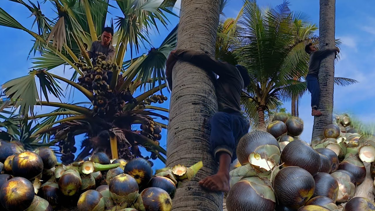 butuh orang yang ahli buat panjat pohon sebesar ini | panen buah siwalan tampa alat bantu apapun