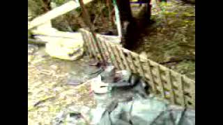 Rejected Chick Social Services Organic Farm Oz 2013