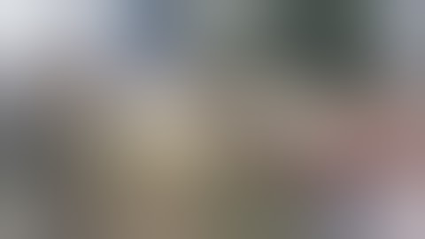 PICKERING LOCAL CATNIP (Nepeta Cataria)