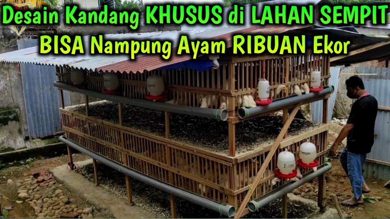 Desain Kandang KHUSUS di LAHAN SEMPIT Tengah Kota BISA Nampung Ayam RIBUAN Ekor