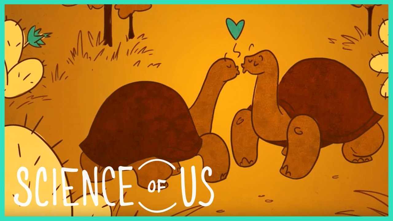 videos for cats Is Casual Sex Unhealthy?: 