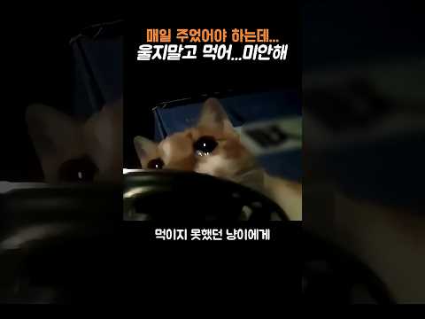 일용직으로 살아가는 집사는.... 냥이의 눈물을 보고....#고양이 #집사 #반려묘 #반려동물 thumbnail
