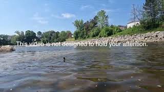 One Hour Later: Ducks on the Cass River (May 24, 2026)