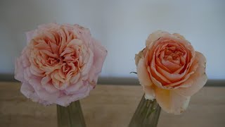 Download lagu Lady Capri vs. Never Ending Story — Which Rose Reigns Supreme?
