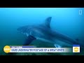 Nat Geo catches rare great white shark moment on camera