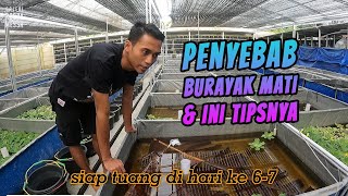 BURAYAK RAWAN MATI????? TIPS DAN CARA MENANGANI SUPAYA SAMPAI PANEN......