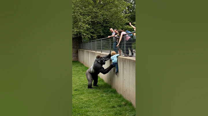 GORILLA'S HEARTWARMING RESCUE OF CHILD IN ZOO! #gorilla #zoo #rescue #animal 🦍 thumbnail
