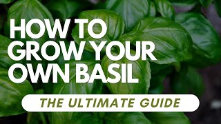 The Ultimate Guide To Growing Your Own Basil