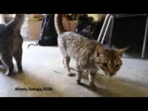 Video: Humane Society Of Tampa Bay Ofrece Comida Gratuita Para Mascotas A Los Trabajadores Del Gobierno