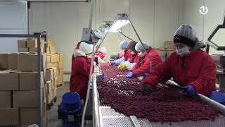 Proizvodnja Malina Jedan Od Glavnih Izvora Prihoda Za Ljude Iz Podrinja