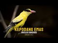 Mengenal Burung Kepodang Emas - Ciri dan Habitat di Alam !